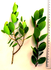 Pterocelastrus tricuspidatus