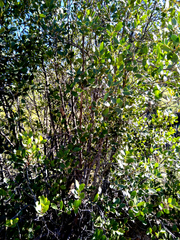 Pterocelastrus tricuspidatus