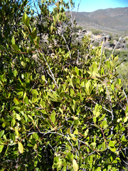 Pterocelastrus tricuspidatus