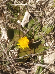 Taraxacum obovatum