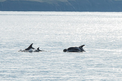 Lagenorhynchus albirostris
