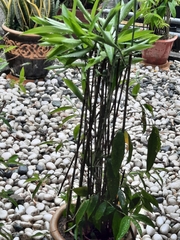 Dracaena surculosa