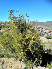 Pterocelastrus tricuspidatus