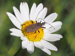 Dicranocephalus medius