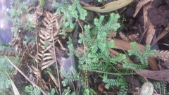 Selaginellaceae