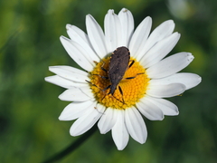 Dicranocephalus medius