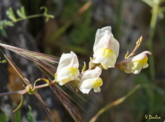 Antirrhinum siculum