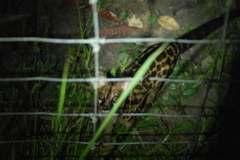 Genetta maculata
