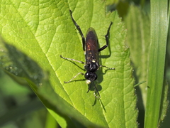 Macrophya militaris