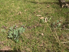 Corydalis glaucescens