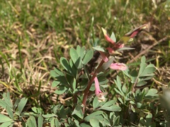 Corydalis glaucescens