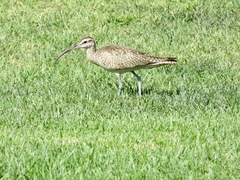 Numenius phaeopus hudsonicus