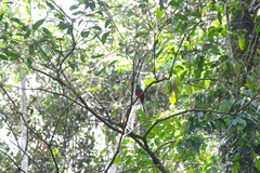 Apaloderma narina