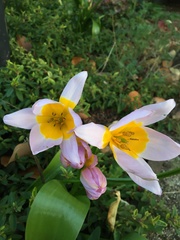 Tulipa saxatilis