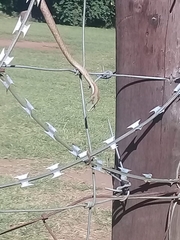 Thelotornis capensis