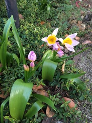 Tulipa saxatilis