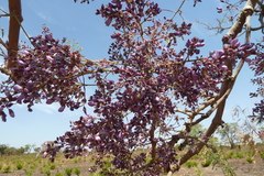 Philenoptera laxiflora
