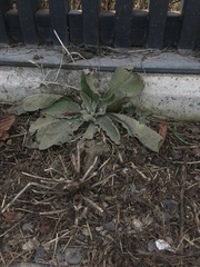 Verbascum songaricum