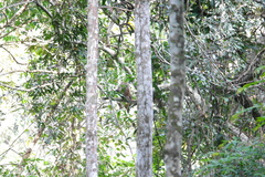 Cercopithecus cephus