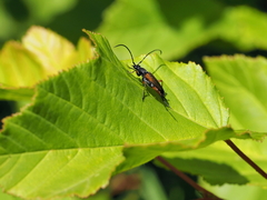 Stenurella jaegeri