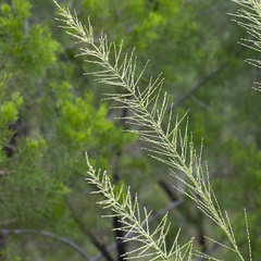 Triodia microstachya