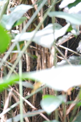 Funisciurus lemniscatus