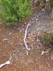 Macropus fuliginosus