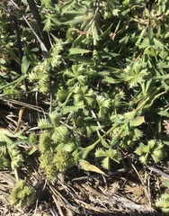 Dactyloctenium radulans