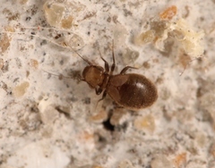 Lepinotus patruelis