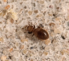 Lepinotus patruelis