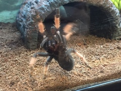 Brachypelma boehmei
