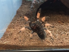 Brachypelma boehmei