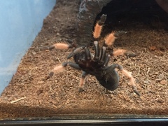 Brachypelma boehmei