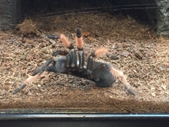 Brachypelma boehmei
