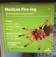 Brachypelma boehmei