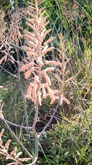 Aloe transvaalensis