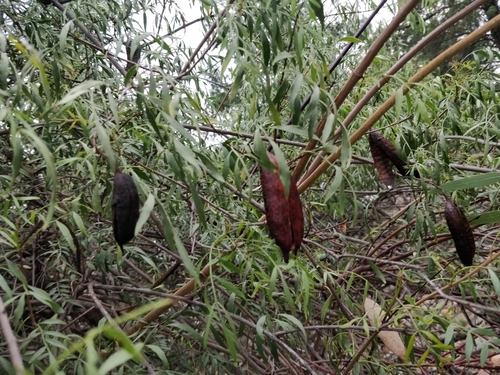 Image of Pandorea doratoxylon by (c) Will Cornwell, some rights reserved (CC BY)