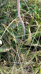 Aloe transvaalensis