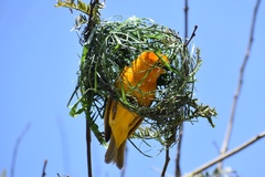Ploceus castaneiceps