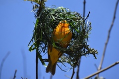 Ploceus castaneiceps