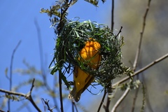 Ploceus castaneiceps