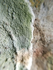 Herpothallon granulare