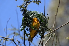 Ploceus castaneiceps