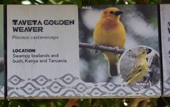 Ploceus castaneiceps