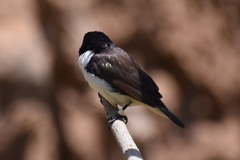 Spermestes fringilloides