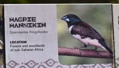 Spermestes fringilloides