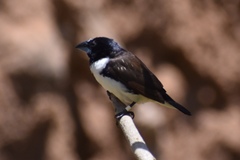 Spermestes fringilloides