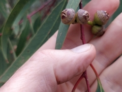 Eucalyptus morrisii