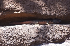 Smaug mossambicus