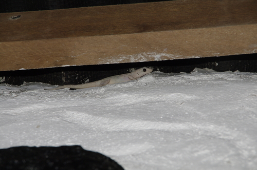 Phyllodactylus reissii